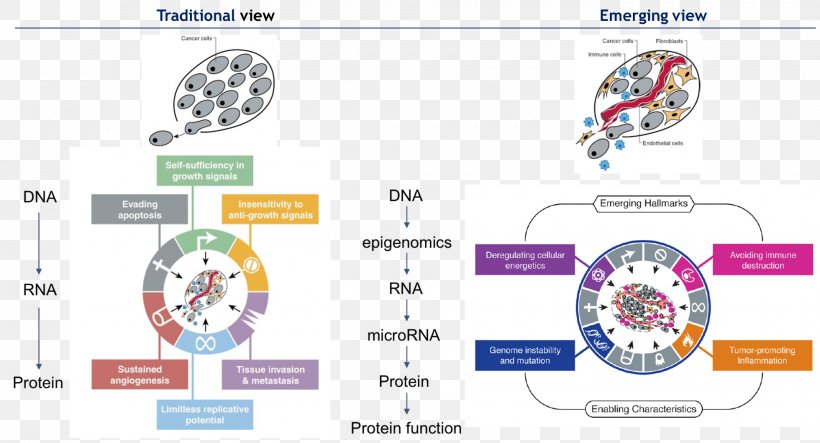 The Hallmarks Of Cancer Protein Cell Treatment Of Cancer, PNG, 1960x1059px, Hallmarks Of Cancer, Area, Cancer, Cell, Diagram Download Free