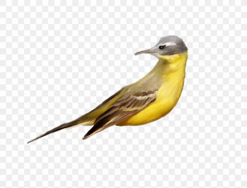 Bird Beak Clip Art, PNG, 1600x1219px, Bird, American Goldfinch, Beak, Birdwatching, European Goldfinch Download Free