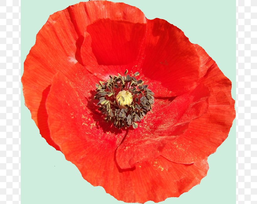 Common Poppy Symbol Flower Garden Roses, PNG, 687x650px, Common Poppy, Annual Plant, Coquelicot, Cut Flowers, Flower Download Free