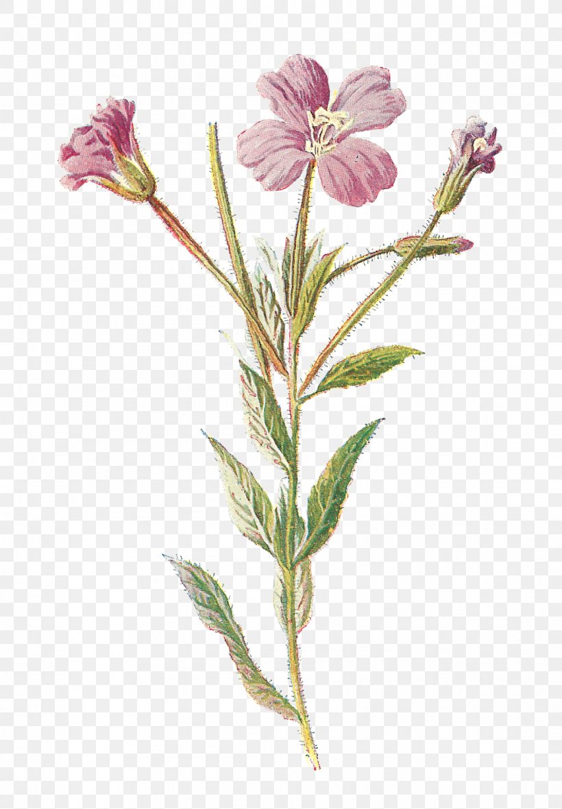 Familiar Wild Flowers Wildflower Clip Art, PNG, 1110x1600px, Familiar Wild Flowers, Alstroemeriaceae, Antique, Botanical Illustration, Botany Download Free
