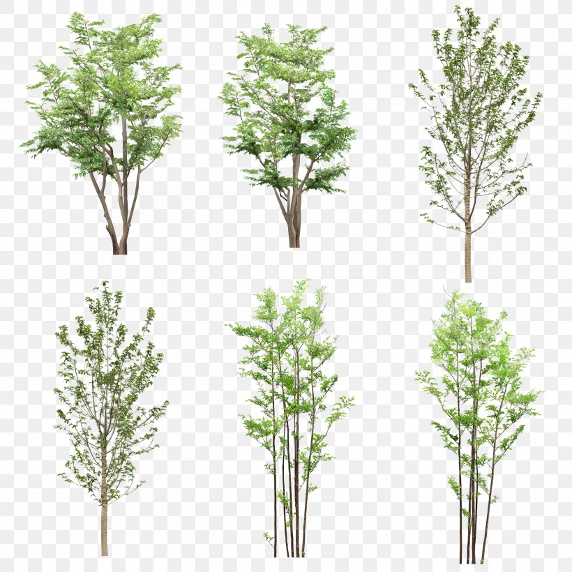Tree Resource Computer File, PNG, 2458x2458px, Tree, Branch, Designer, Evergreen, Grass Download Free