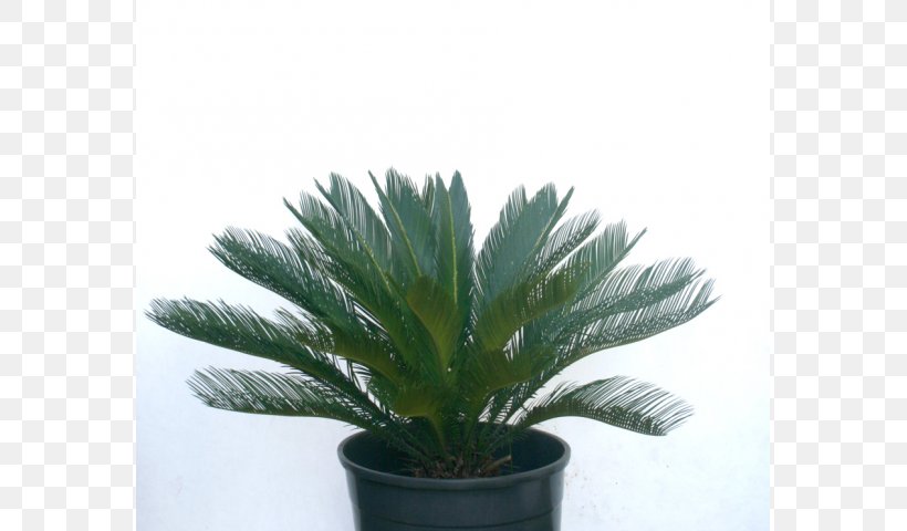 Arecaceae Flowerpot Houseplant Agave INAV DBX MSCI AC WORLD SF, PNG, 640x480px, Arecaceae, Agave, Arecales, Evergreen, Flowerpot Download Free