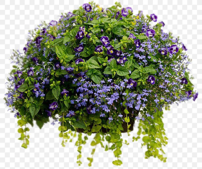 Flowerpot Container Garden Hanging Basket Wishbone Flower, PNG, 800x687px, Flowerpot, Annual Plant, Blue, Container, Container Garden Download Free