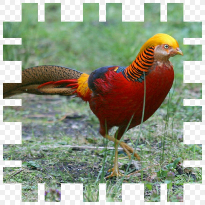 Bird Golden Pheasant Ring-necked Pheasant Silver Pheasant, PNG, 1440x1440px, Bird, American Game, Animal, Ayam Cemani, Beak Download Free