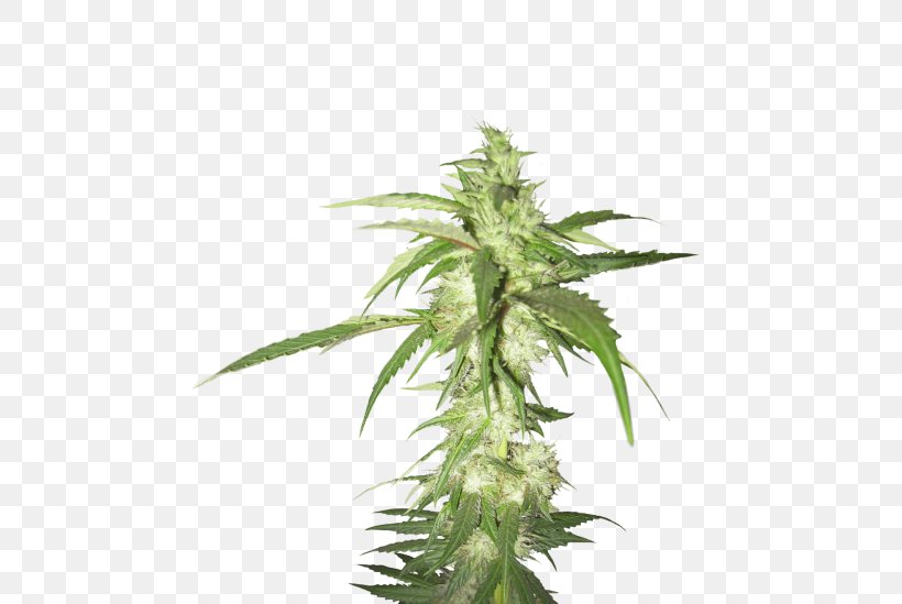 Cannabis Sativa Medical Cannabis Hemp, PNG, 480x549px, Cannabis, Cannabidiol, Cannabinoid, Cannabis Sativa, Hemp Download Free