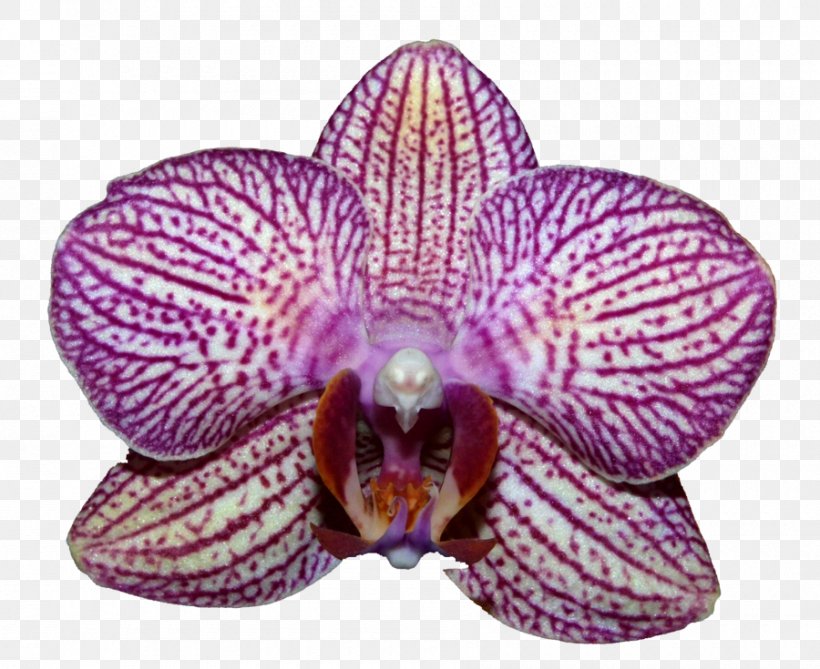 Moth Orchids Plant Clip Art, PNG, 900x735px, Orchids, Digital Media, Flower, Flowering Plant, Information Download Free