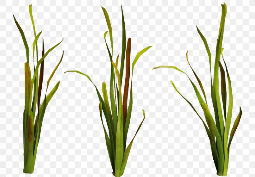 Seaweed Aquatic Plants Underwater Ocean, PNG, 863x600px, Seaweed, Algae, Aquatic Animal, Aquatic Plants, Chrysopogon Zizanioides Download Free