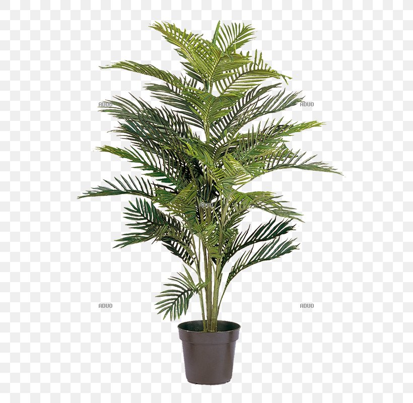 Areca Palm Arecaceae Howea Forsteriana Tree Plant, PNG, 800x800px, Areca Palm, Arecaceae, Arecales, Artificial Flower, Chamaedorea Elegans Download Free