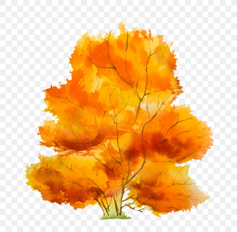 Autumn Tree Petal, PNG, 763x800px, Autumn, Art, Autumn Leaf Color, Calendula, Creative Market Download Free