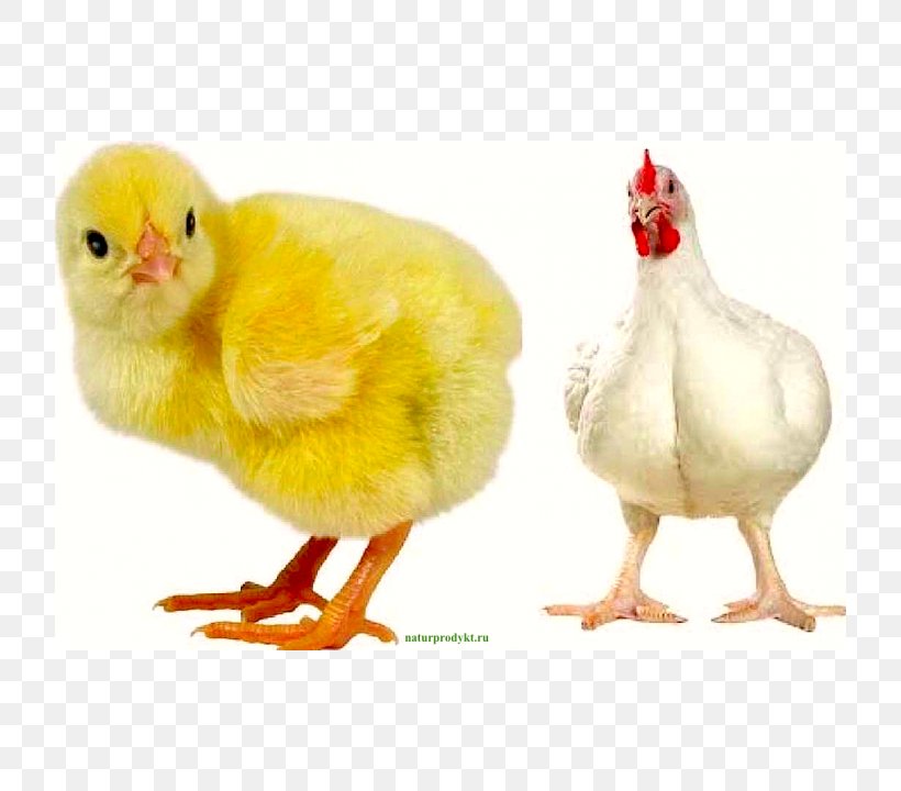 Chicken Broilers Poultry Lohmann Brown Leghorn Chicken, PNG, 720x720px, Broiler, Beak, Bird, Brahma Chicken, Chicken Download Free