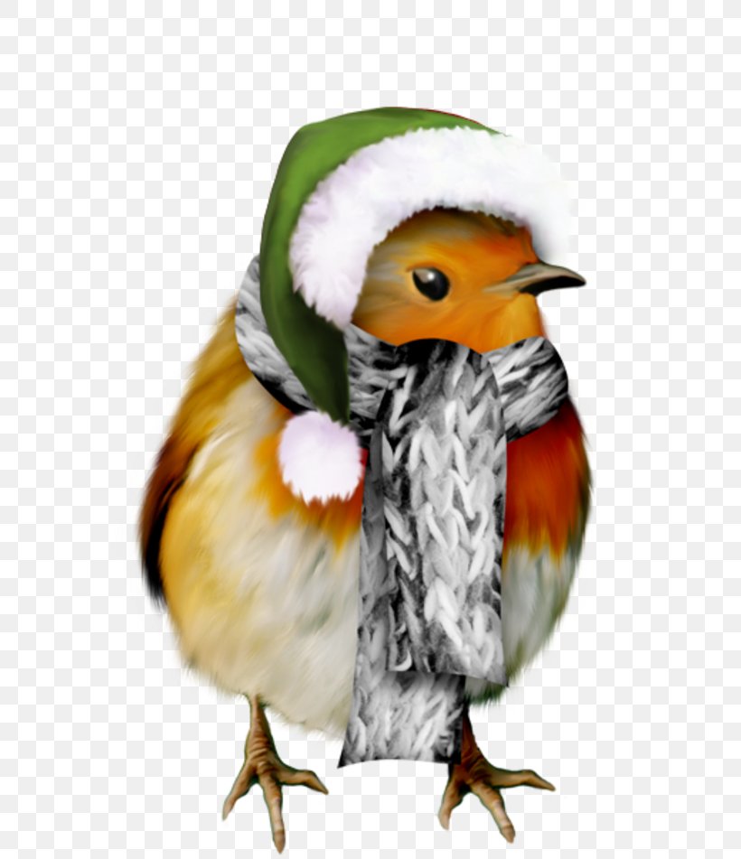Christmas Winter Santa Claus, PNG, 800x951px, Christmas, Beak, Bird, Bonnet, Diaporama Download Free