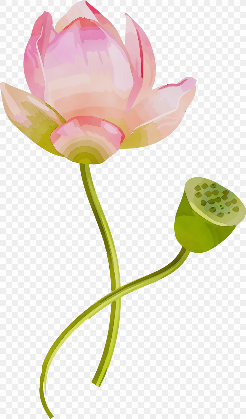 Lotus, PNG, 1761x3000px, Lotus, Aquatic Plant, Flower, Lotus Family, Lotus Leaf Download Free