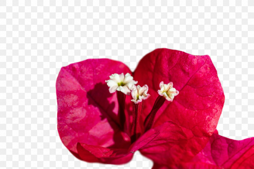 Petal Cut Flowers Close-up Flower, PNG, 1280x853px, Petal, Closeup, Cut Flowers, Flower Download Free