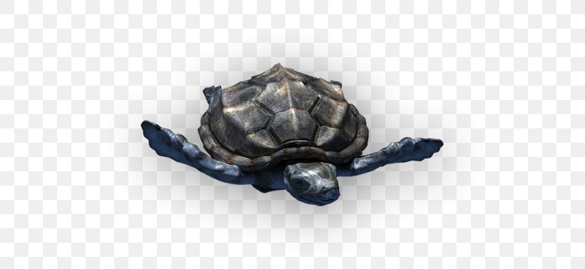Tortoise Shark Turtle Prehistory Protostega, PNG, 809x377px, Tortoise, Megalodon, Meter, Oceanarium, Prehistory Download Free