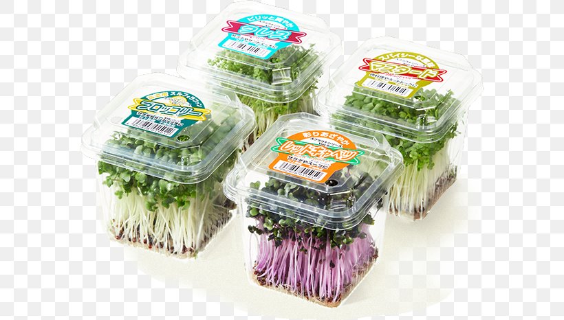 Vegetable Sprouting Red Cabbage Kaiware Daikon Capitata Group, PNG, 588x466px, Vegetable, Broccoli, Budi Daya, Capitata Group, Food Download Free