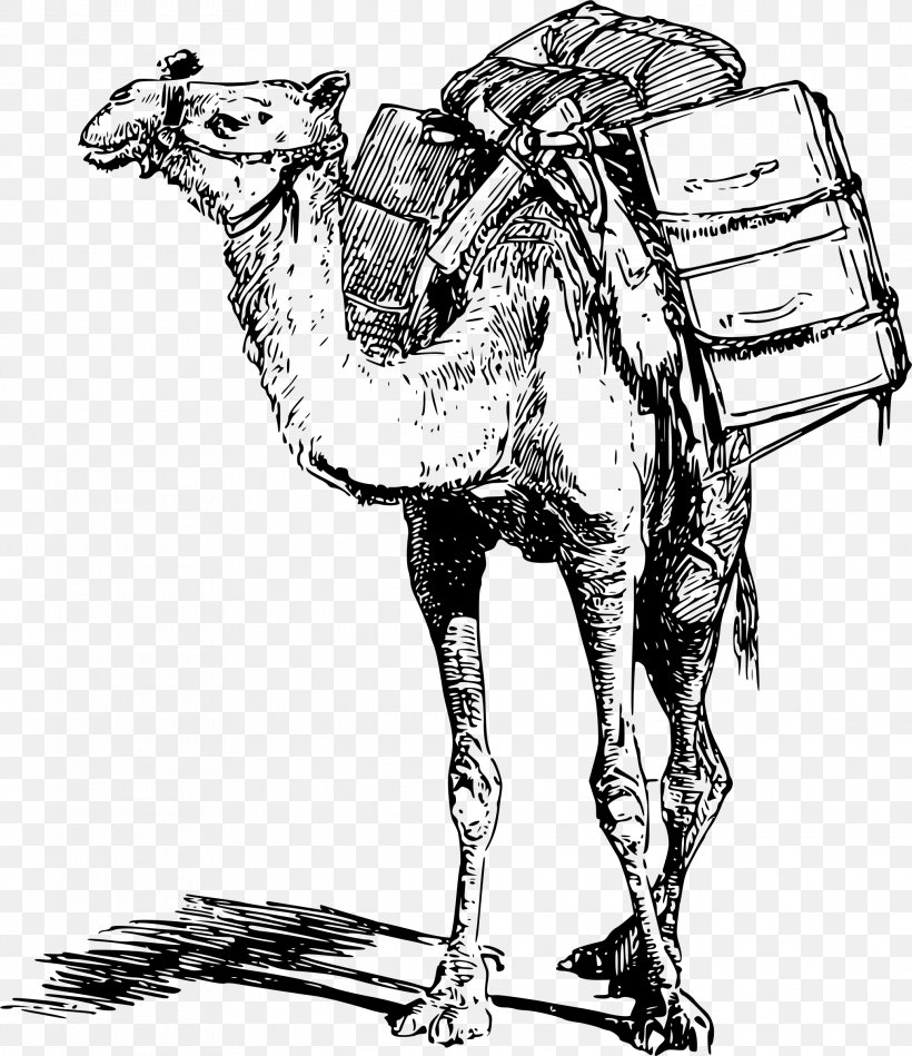 Bactrian Camel Dromedary Pack Animal Llama Clip Art, PNG, 2072x2400px, Bactrian Camel, Arabian Camel, Art, Black And White, Camel Download Free