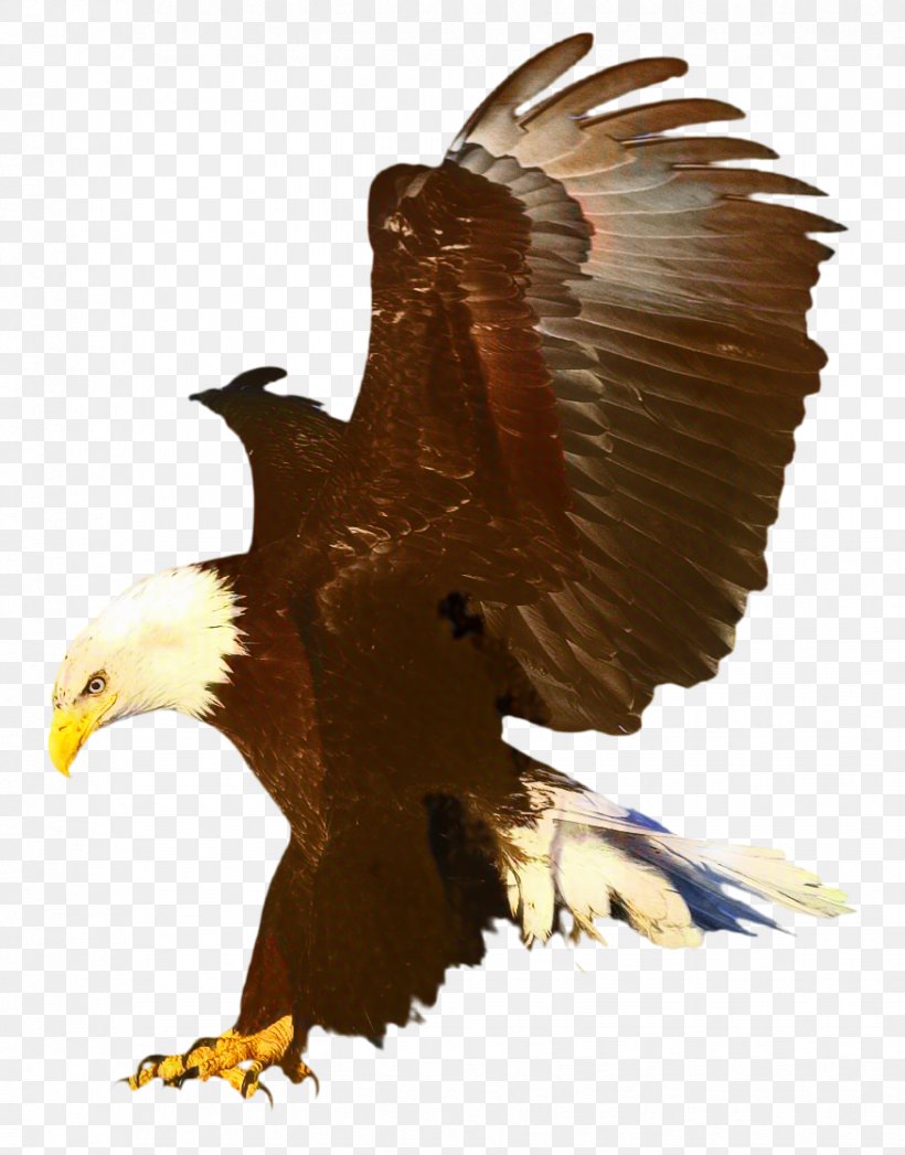 Bird Wing, PNG, 876x1119px, Eagle, Accipitridae, Animal Figure, Bald Eagle, Beak Download Free