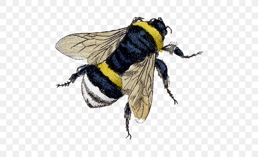 Bumblebee Honey Bee Clip Art Beekeeping, PNG, 500x500px, Bee, Antique, Arthropod, Beehive, Beekeeping Download Free