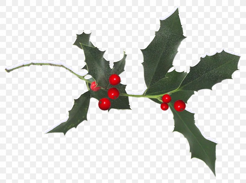 Common Holly Aquifoliales Ilex Crenata Christmas Plant, PNG, 1128x842px, Common Holly, Aquifoliaceae, Aquifoliales, Branch, Christmas Download Free