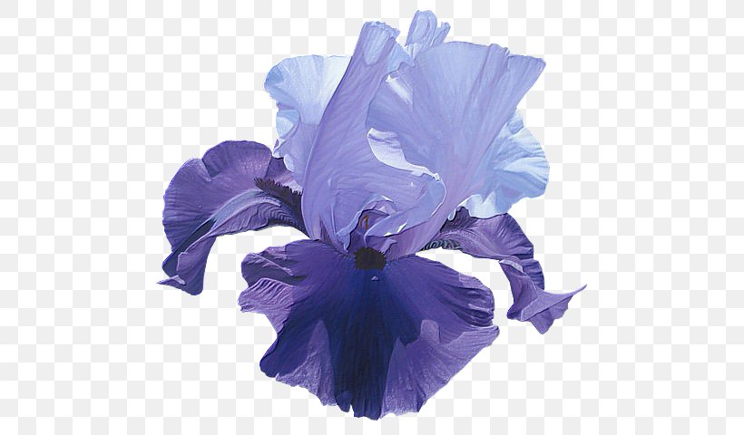 Irises Flower Houshang's Gallery Clip Art, PNG, 500x480px, Irises, Art, Blue, Cut Flowers, Flower Download Free