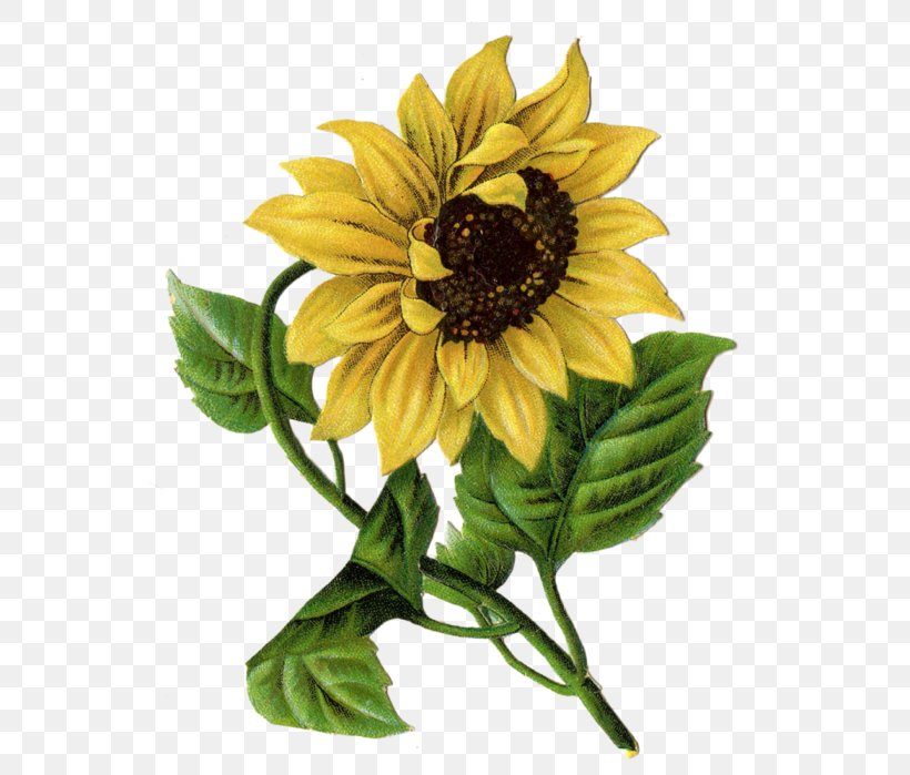 Mother's Day Common Sunflower Child Greeting & Note Cards, PNG, 578x699px, Common Sunflower, Abziehtattoo, Annual Plant, Child, Cut Flowers Download Free
