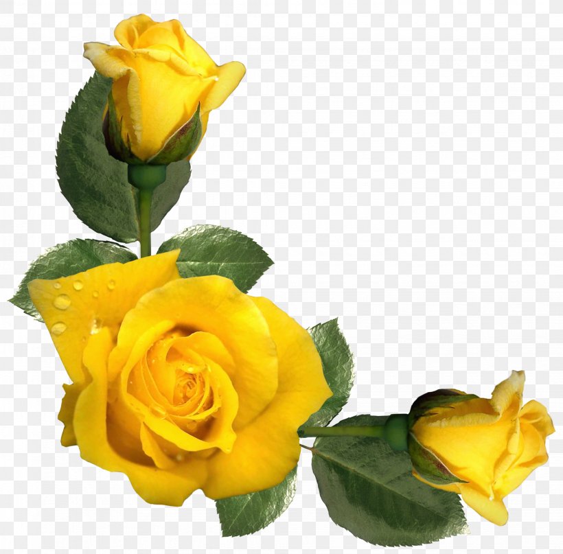 Rose Yellow Flower Clip Art, PNG, 2044x2014px, Rose, Austrian Briar, Color, Cut Flowers, Floral Design Download Free
