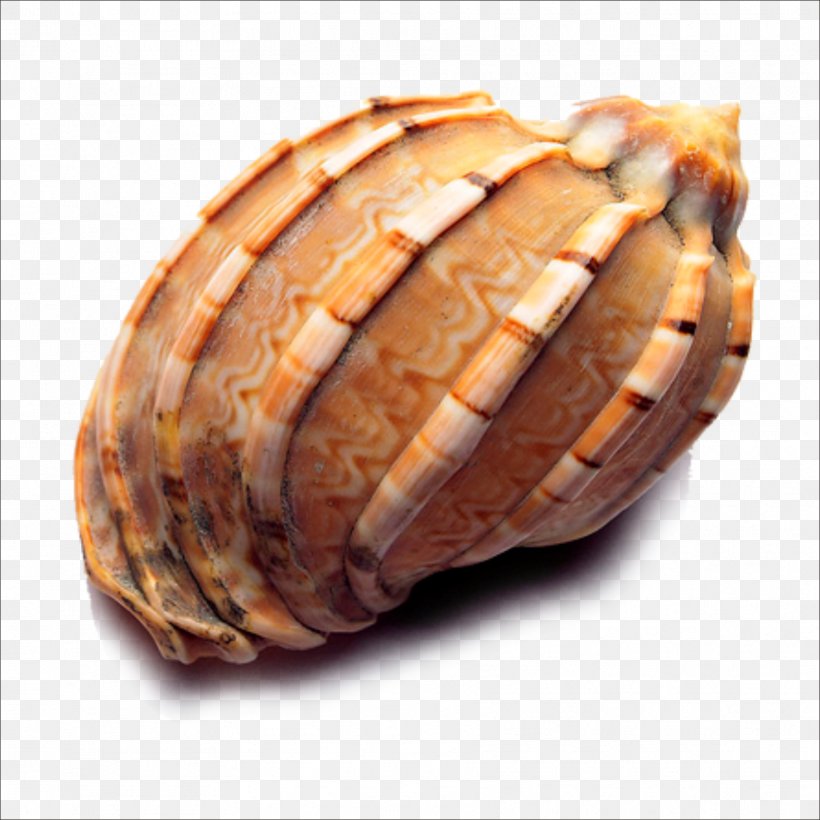 Seashell Icon, PNG, 1773x1773px, Seashell, Animal Product, Clam, Clams Oysters Mussels And Scallops, Commodity Download Free