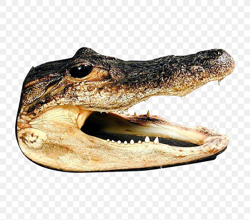 American Alligator Nile Crocodile Crocodile Farm Taxidermy, PNG, 722x722px, American Alligator, Alligator, Crocodile, Crocodile Farm, Crocodilia Download Free