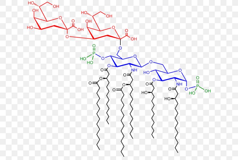 Endotoxin Saccharolipid 3-Deoxy-D-manno-oct-2-ulosonic Acid Lipid A, PNG, 640x553px, Endotoxin, Area, Bacteria, Biomolecule, Biosynthesis Download Free