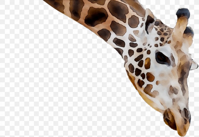 Giraffe Neck Fauna Terrestrial Animal Snout, PNG, 1263x872px, Giraffe, Adaptation, Animal, Animal Figure, Closeup Download Free