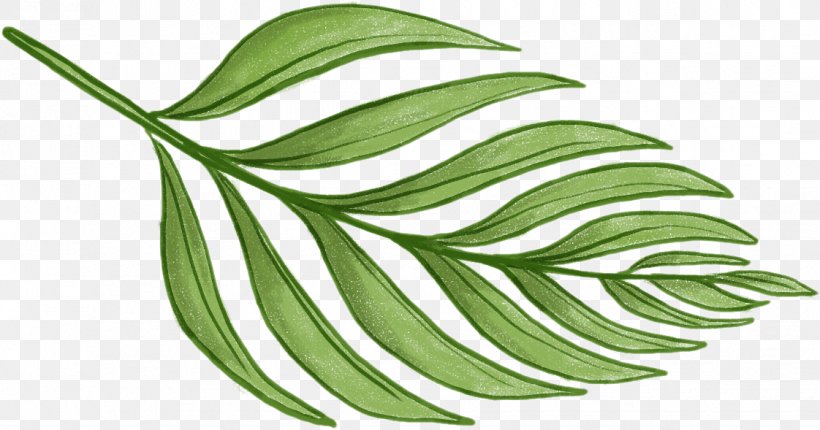 Leaf Barnsley Fern Plant Pattern, PNG, 1122x589px, Leaf, Autumn Leaf Color, Barnsley Fern, Drawing, Fern Download Free