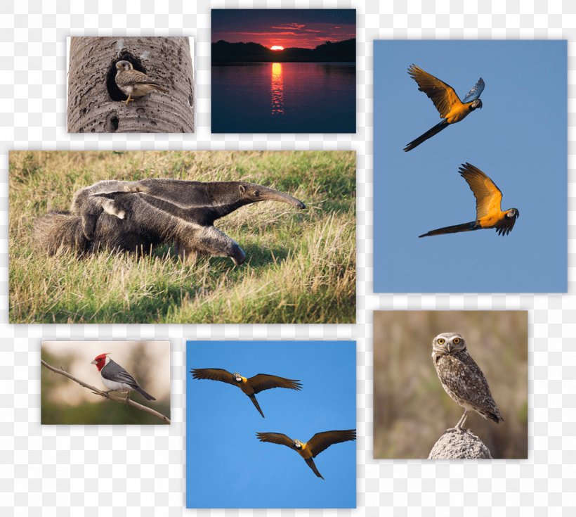 Beak Ecosystem Fauna Wildlife, PNG, 1006x902px, Beak, Bird, Ecosystem, Fauna, Organism Download Free