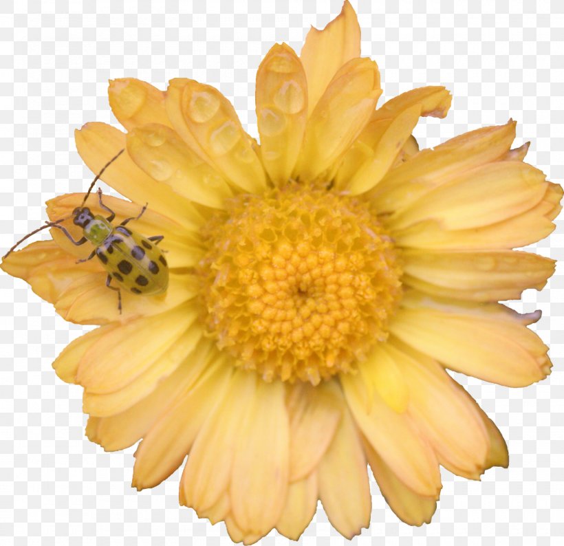 Chrysanthemum Transvaal Daisy Daisy Family Marigolds Cut Flowers, PNG, 1600x1551px, Chrysanthemum, Calendula, Chrysanths, Cut Flowers, Daisy Download Free