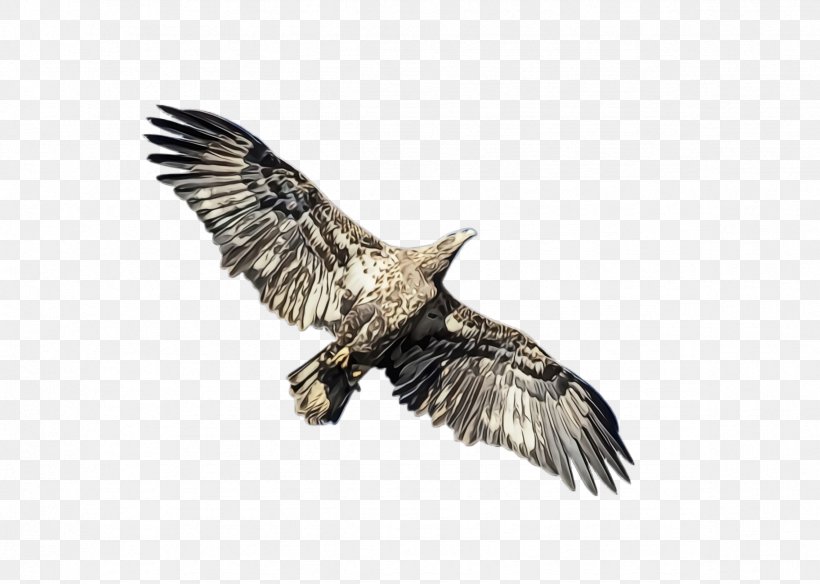 Flying Bird Background, PNG, 2368x1688px, Flying Eagle, Accipitridae, Bald Eagle, Beak, Bird Download Free