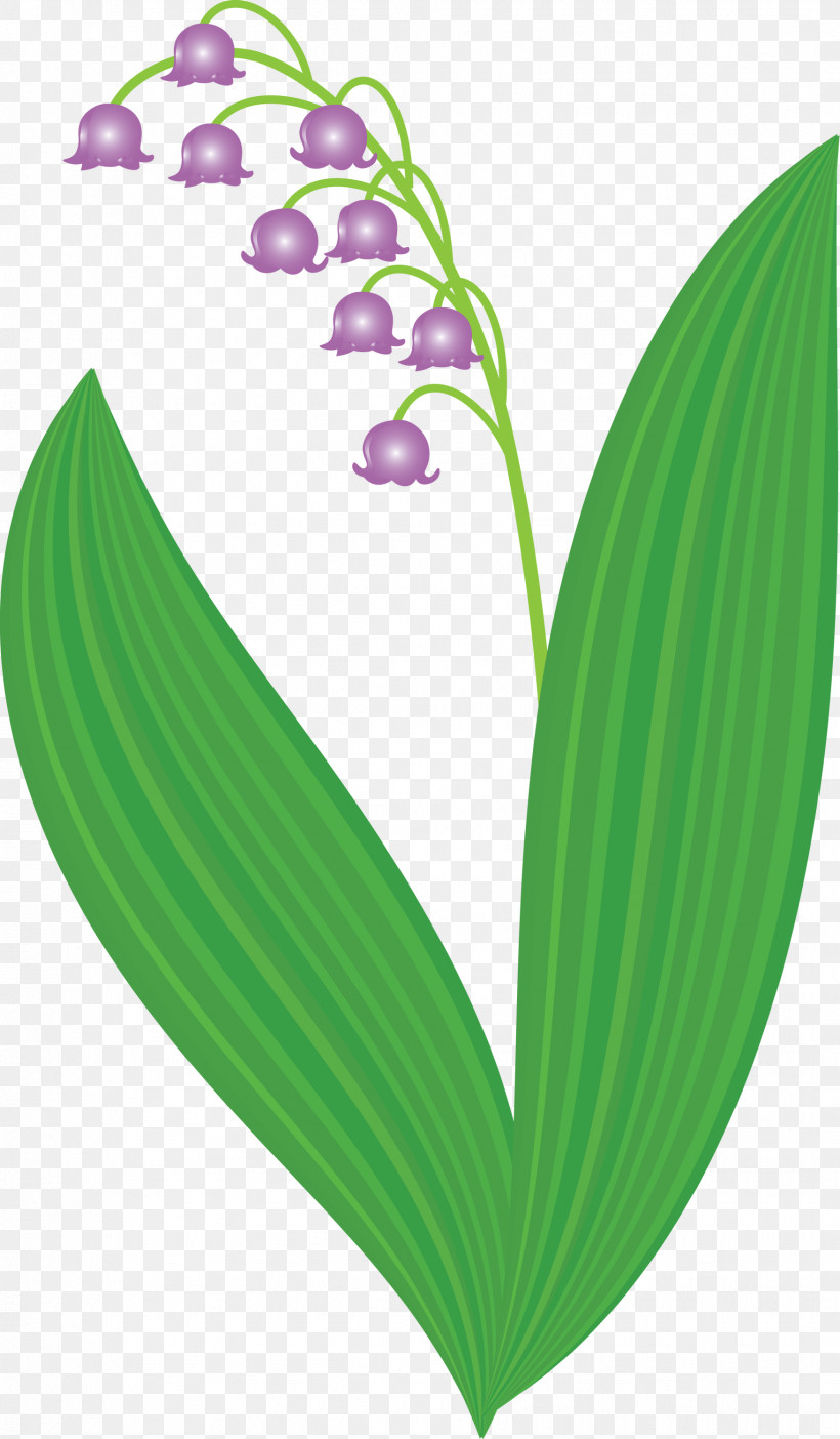 Lily Bell Flower, PNG, 1752x3000px, Lily Bell, Flower, Leaf, Lily Of The Valley, Plant Download Free