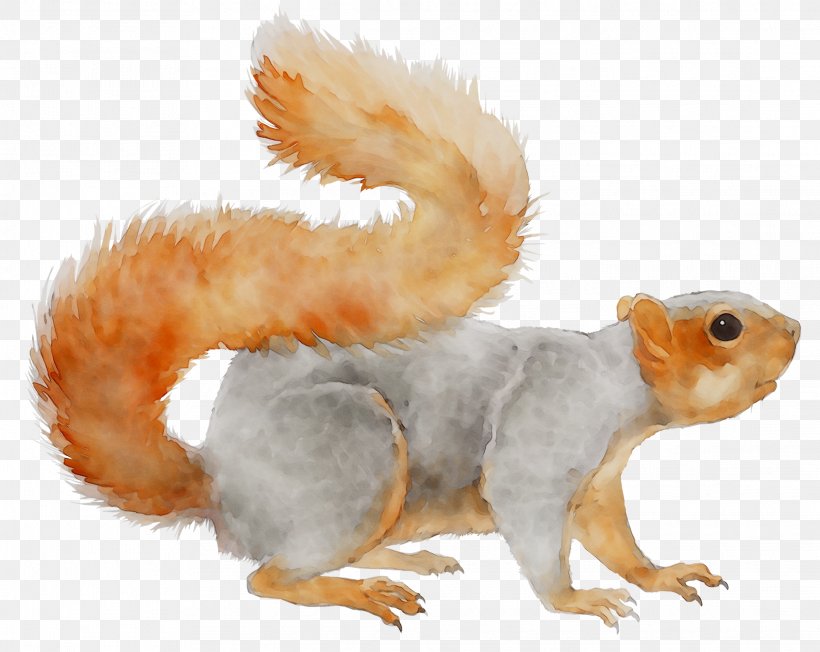 Squirrel Fauna Pet Terrestrial Animal Snout, PNG, 2231x1774px, Squirrel, Animal, Animal Figure, Eurasian Red Squirrel, Fauna Download Free