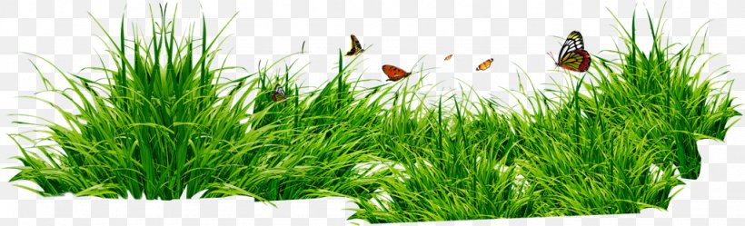 Cartoon Nature Background, PNG, 1024x311px, Nature, Grass, Grass Family, Herb, Lawn Download Free
