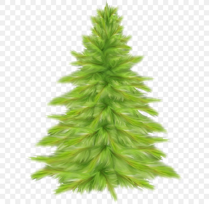 Christmas Tree Christmas Day Ded Moroz Santa Claus Fraser Fir, PNG, 624x800px, Christmas Tree, American Larch, Balsam Fir, Canadian Fir, Christmas Day Download Free