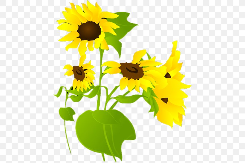 Common Sunflower, PNG, 463x546px, Common Sunflower, Adobe Flash Player, Animation, Daisy Family, Designer Download Free