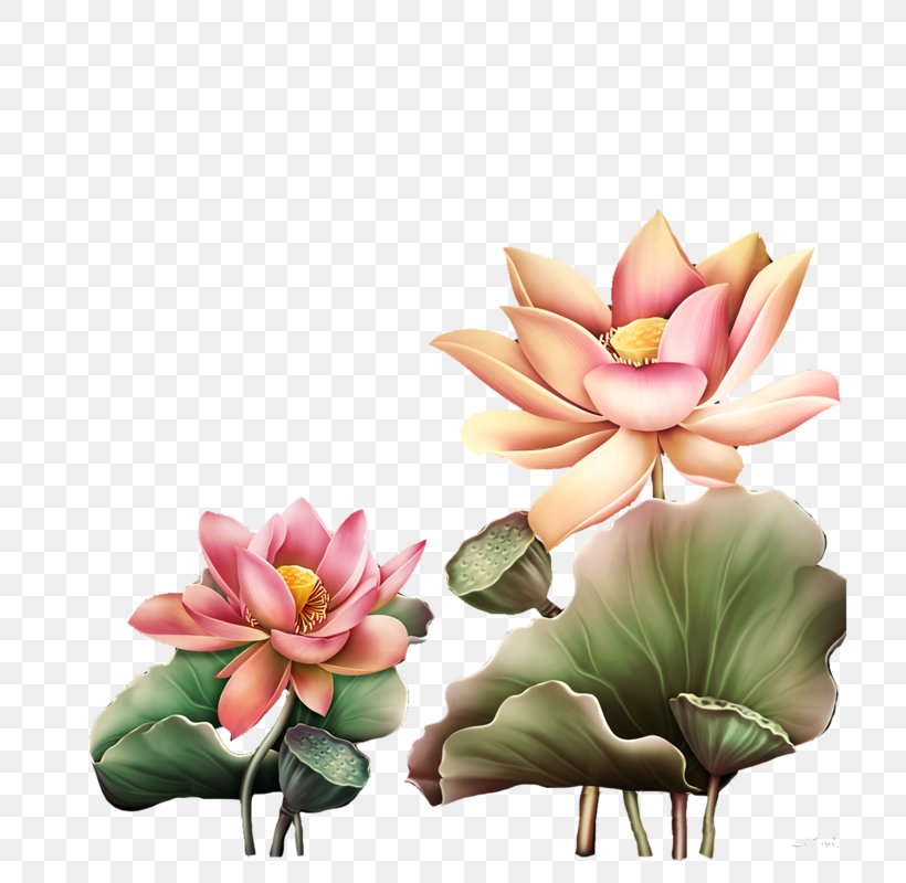 Nelumbo Nucifera Euclidean Vector Lotus Effect, PNG, 800x800px, Nelumbo Nucifera, Aquatic Plant, Artificial Flower, Concepteur, Cut Flowers Download Free