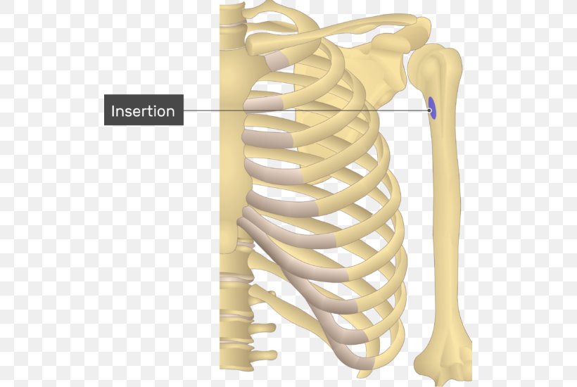 Shoulder Teres Major Muscle Teres Minor Muscle Origin And Insertion, PNG, 523x550px, Shoulder, Anatomy, Antagonist, Bone, Deltoid Muscle Download Free