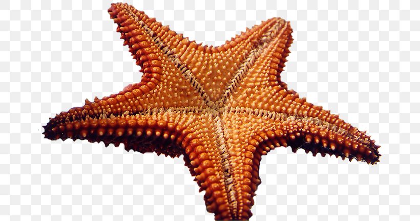 Starfish Clip Art Invertebrate Echinoderm, PNG, 670x431px, Starfish, Echinoderm, Invertebrate, Marine Invertebrates, Organism Download Free