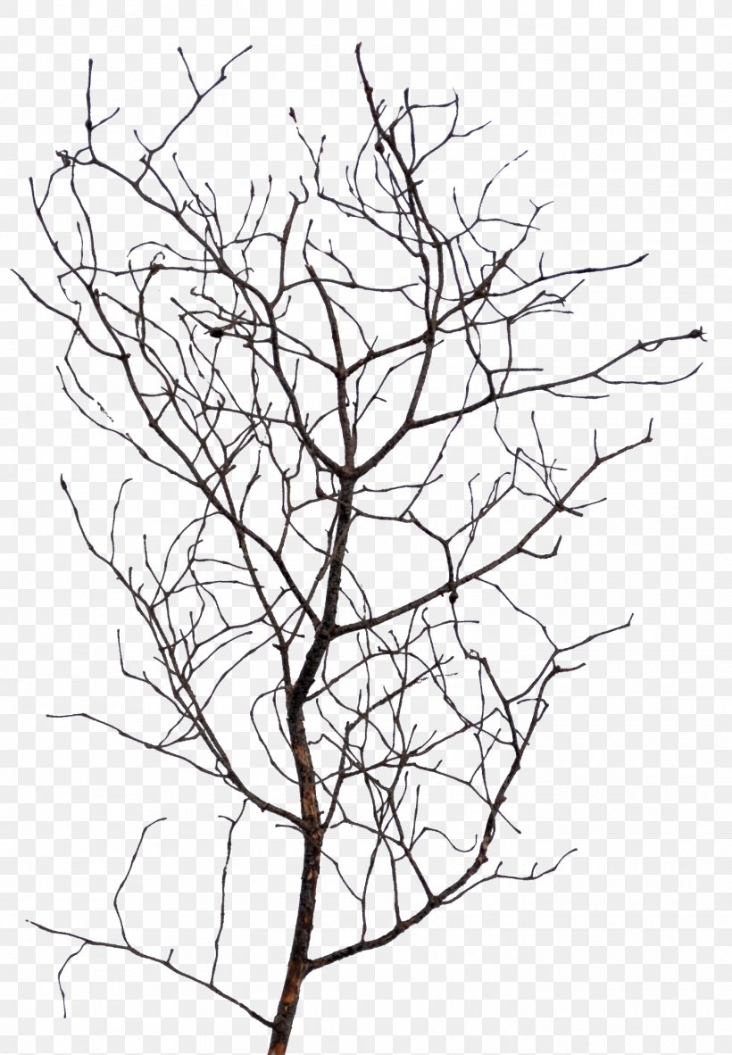 Twig Line Art Drawing Plant Stem, PNG, 1420x2048px, Twig, Area, Artwork, Black And White, Branch Download Free