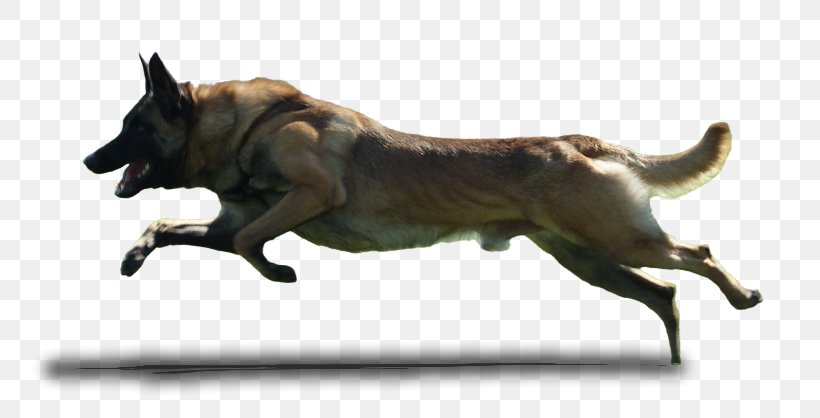 Border Collie Pembroke Welsh Corgi Puppy Dog Runner Clip Art, PNG, 800x418px, Border Collie, Carnivoran, Collie, Conformation Show, Dog Download Free