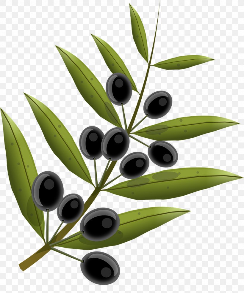 Olive Oil, PNG, 1063x1280px, Olive, Food, Fruit, Frying, Leaf Download Free