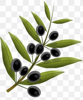 Olives - Olive Oil PNG