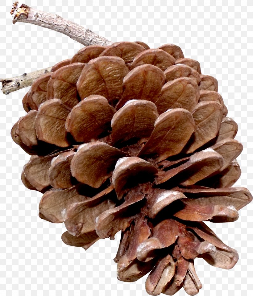 Pine Nut Tree, PNG, 1150x1347px, Pine Nut, Pine, Tree Download Free