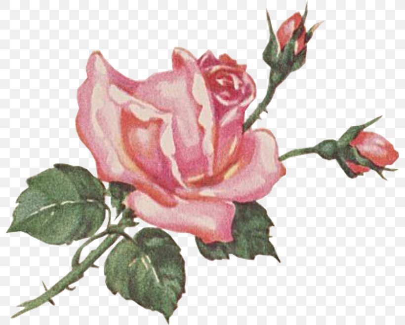 Watercolor Pink Flowers, PNG, 800x659px, Garden Roses, Bud, Cabbage Rose, Cut Flowers, Floribunda Download Free