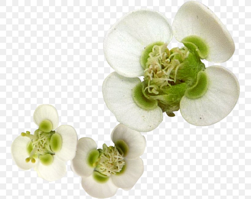 White Flower Petal, PNG, 751x651px, White, Body Jewelry, Color, Drawing, Flower Download Free