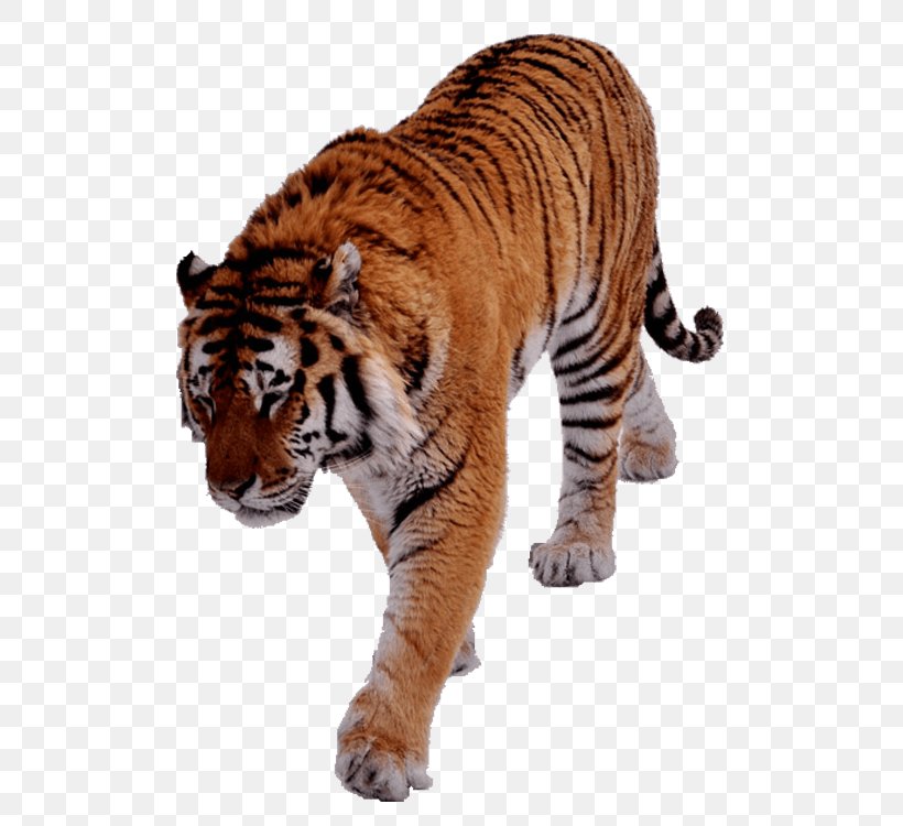 Cat Image Vector Graphics Felidae, PNG, 750x750px, Cat, Animal Figure, Bengal Tiger, Big Cat, Big Cats Download Free